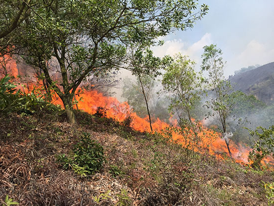 thông báo cấp dự báo cháy rừng tới các địa phương trồng rừng trên địa bàn tỉnh