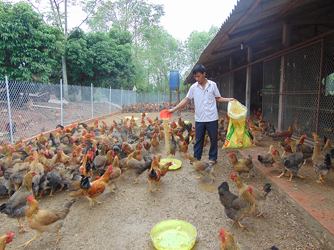 Lạng Giang: Thành công từ mô hình chăn nuôi gà thương phẩm theo VietGAP