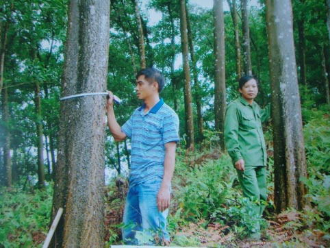 Kết quả 3 năm thực hiện mô hình trồng rừng sản xuất gỗ lớn và chuyển hóa rừng trồng kinh doanh gỗ...