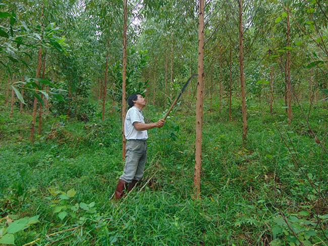 Bắc Giang: Trồng rừng tăng cao so kế hoạch 