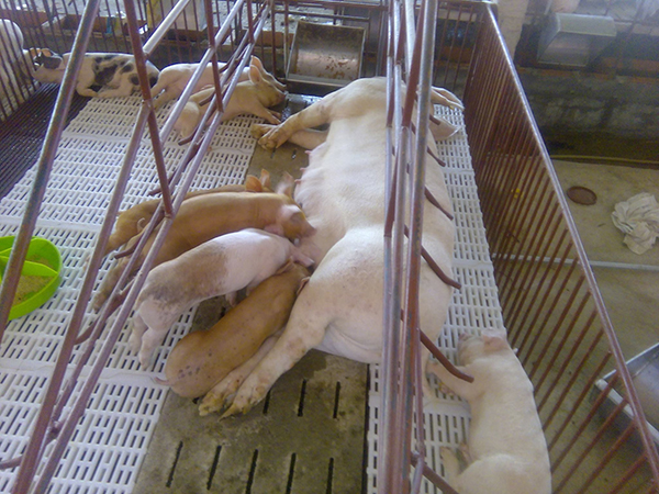 Sở Nông nghiệp và PTNT: Tăng cường phòng thiên tai, dịch bệnh cho đàn vật nuôi tỉnh Bắc Giang