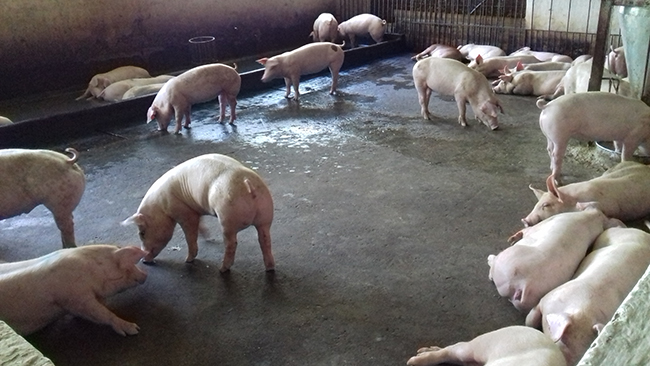 Bioga – “Đòn bẩy” thúc đẩy chăn nuôi