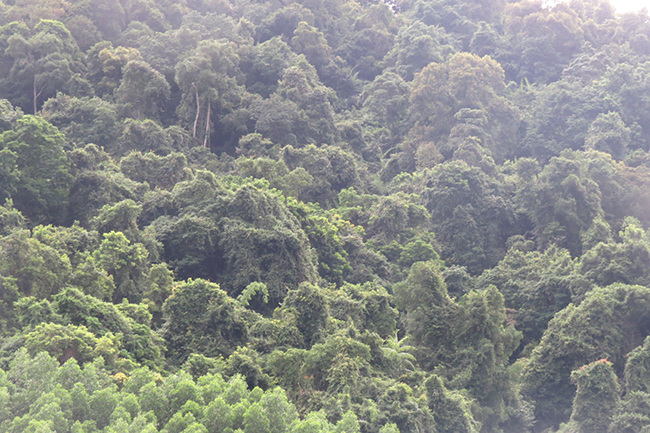 Tăng cường công tác bảo vệ rừng, ngăn chặn tình trạng phá rừng tự nhiên để trồng rừng kinh tế