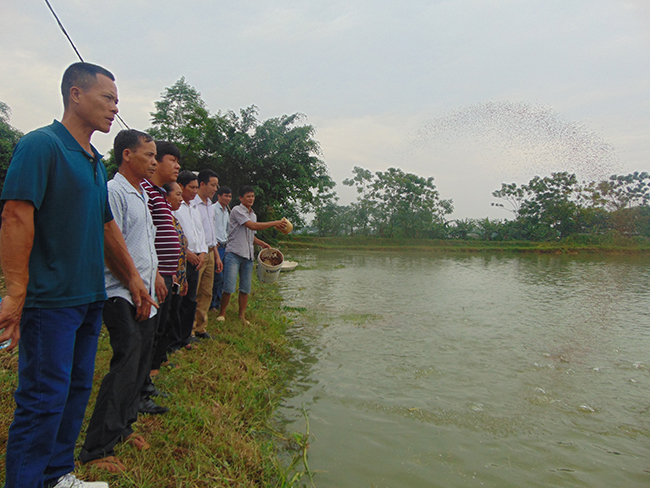Hiệp Hòa: Kinh nghiệm nuôi cá theo VietGAP hiệu quả cao 