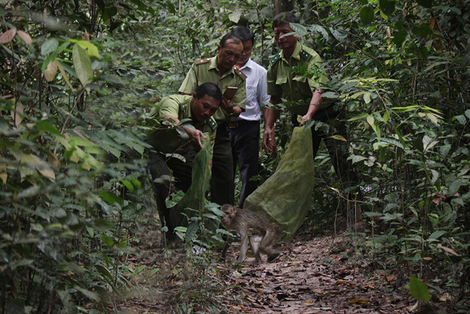 Năm 2017, tỉnh Bắc Giang chuyển giao, cứu hộ, bảo tồn 28 cá thể các loài động vật rừng quý, hiếm