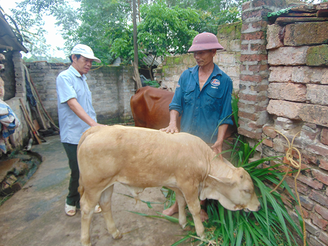 Bắc Giang: Cải tạo chất lượng đàn bò từ tinh bò cao sản nhập ngoại