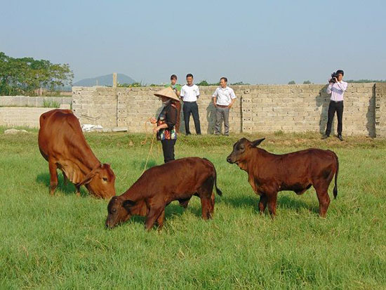 Bắc Giang: Phát triển và nhân rộng một số giống trâu, bò mới trong chăn nuôi nông hộ