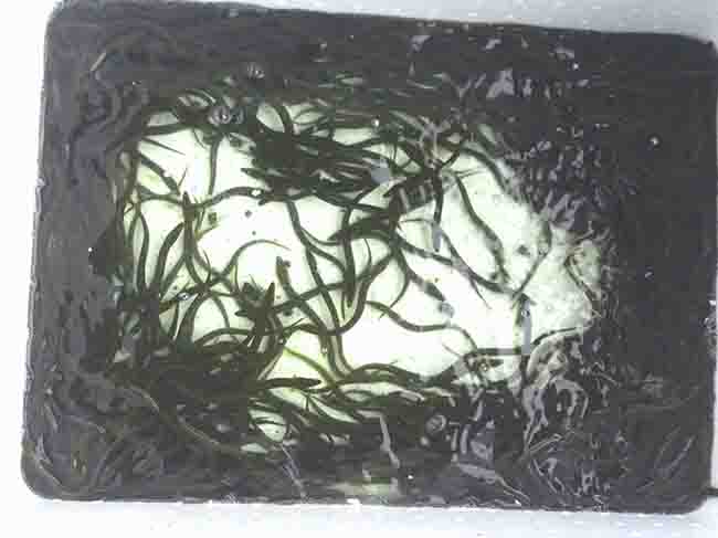 Bước đầu ương nuôi thành công giống cá Chình hoa tại Trung tâm giống Thủy sản cấp 1 Bắc Giang