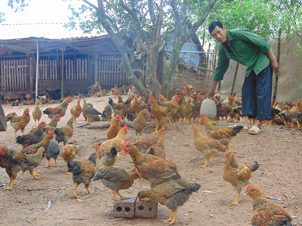 Tân Yên: Thành công từ mô hình nuôi gà thả vườn đồi