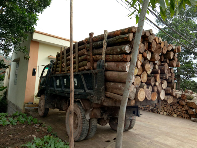 Bắc Giang: Tịch thu 4,1 m3 gỗ vận chuyển trái pháp luật