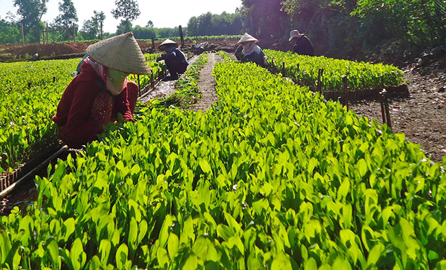 Bắc Giang: Gieo ươm giống cây trồng lâm nghiệp bằng bầu hữu cơ siêu nhẹ, giảm nhân công, thân...