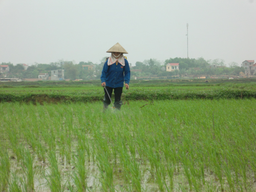 Bắc Giang: Xuất hiện một số sâu bệnh gây hại nhẹ trên cây trồng vụ Mùa