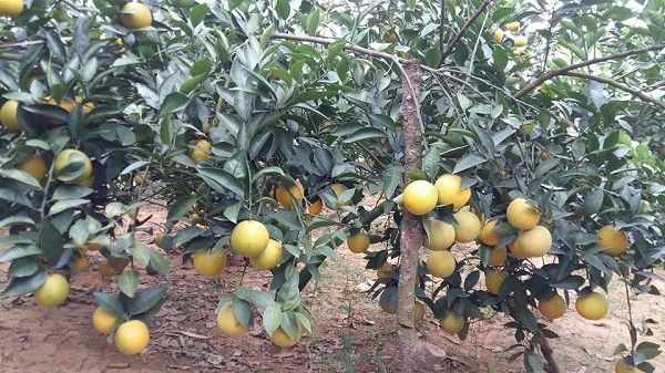 Yên Thế: Lãi từ 120 – 150 triệu đồng/ha từ trồng thâm canh cam an toàn 