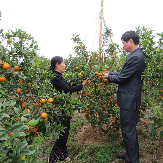 Xã Hồng Giang – xã nông thôn mới đặc thù vùng trồng cây ăn quả huyện Lục Ngạn