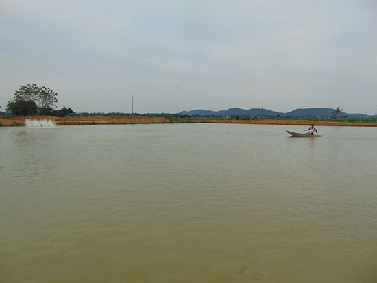 Bắc Giang: Lãi cao từ mô hình nuôi cá thâm canh