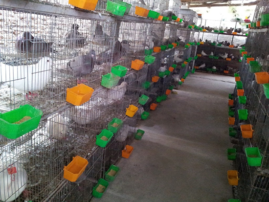 Tân Yên: Khởi nghiệp thành công từ mô hình nuôi chim bồ câu Pháp