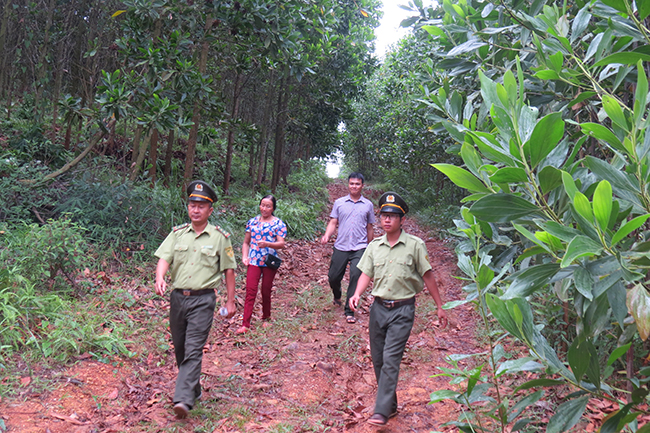 Bắc Giang: xử lý 443 vụ vi phạm Luật Bảo vệ và Phát triển rừng trong năm 2017