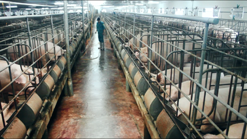 Sở Nông nghiệp và PTNT: Tăng cường phòng, chống nắng nóng, dịch bệnh cho đàn vật nuôi.