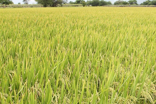 Trung tâm KN: Khảo nghiệm thành công giống lúa mới Đông A1 và TBR27