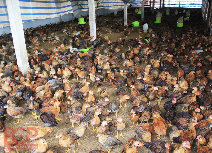Bắc Giang: Chủ động phòng chống đói, rét, dịch bệnh cho đàn vật nuôi, thủy sản.