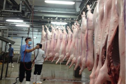 Điều kiện vệ sinh thú y,  an toàn thực phẩm đối với cơ sở giết mổ gia súc