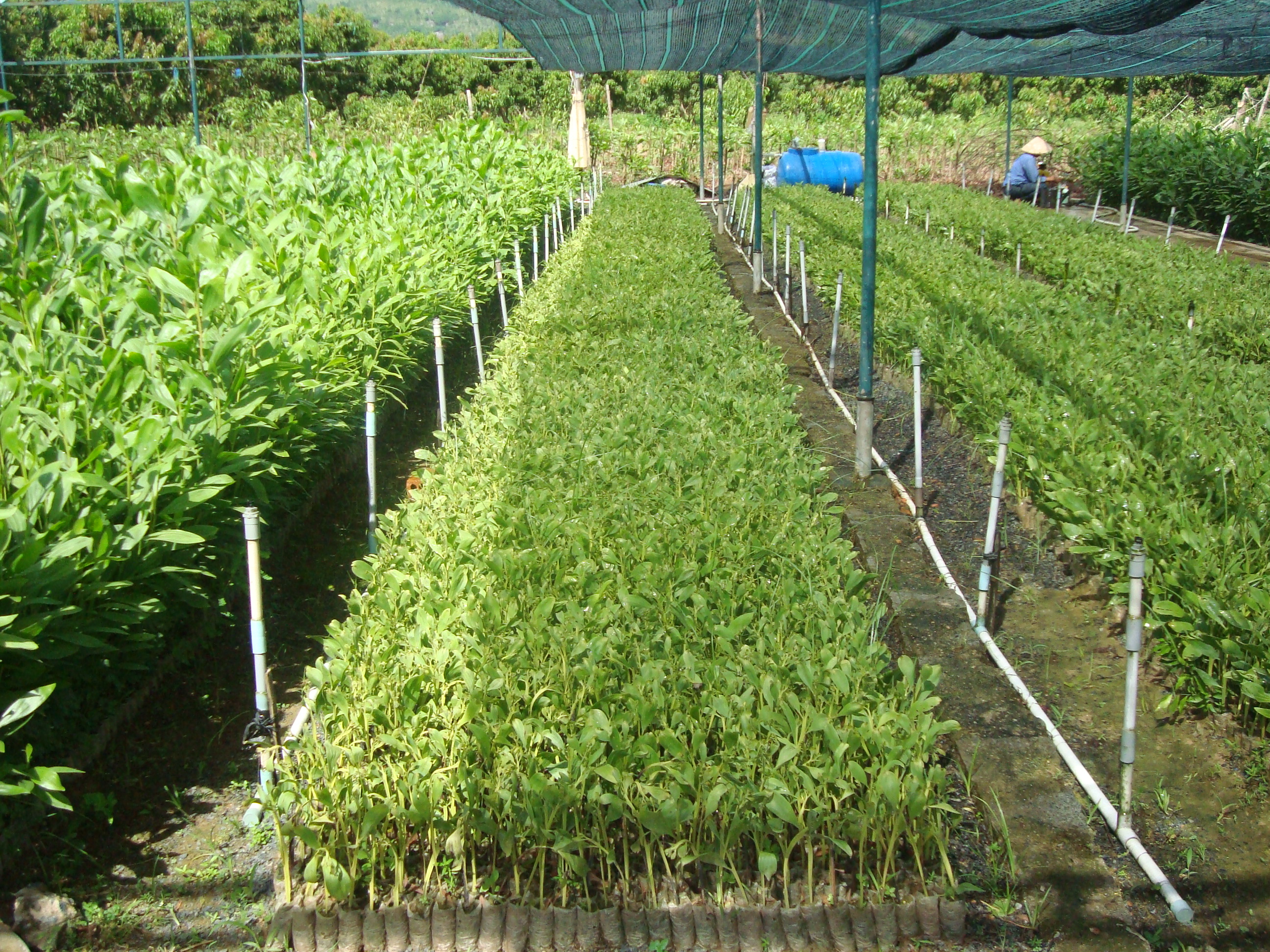 Ứng dụng công nghệ  nuôi cấy mô để nhân giống cây lâm nghiệp phục vụ trồng rừng