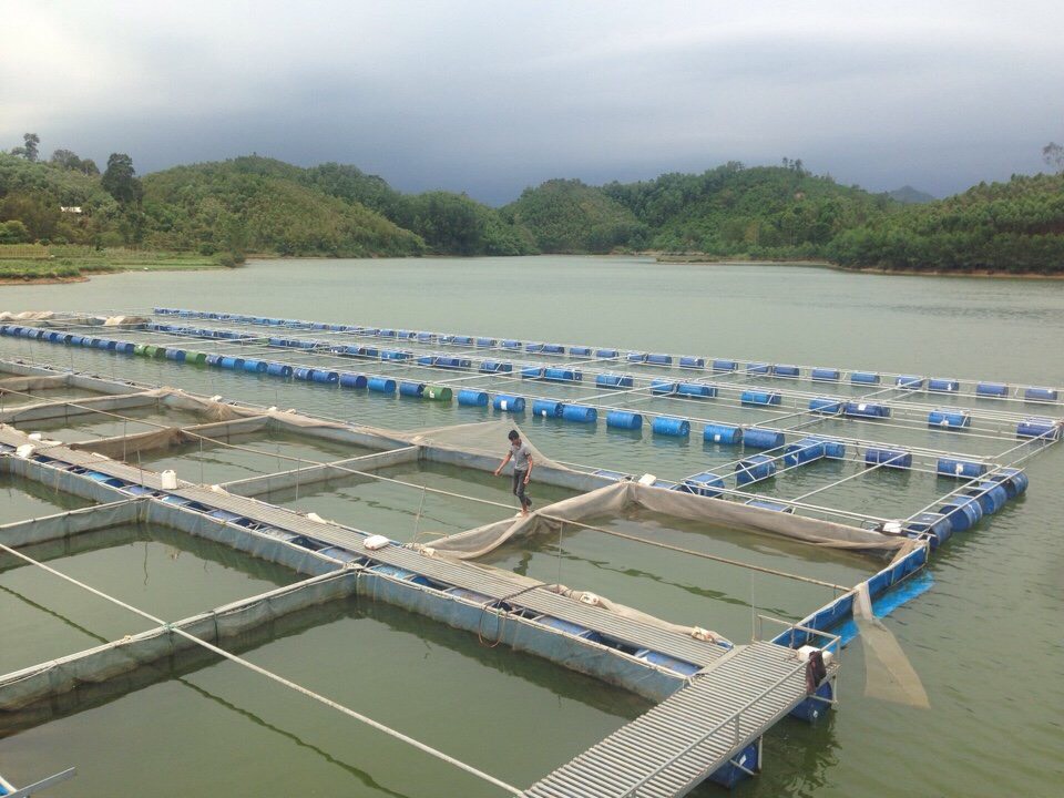 Trung tâm Khuyến nông: Triển khai mô hình nuôi cá chép giòn