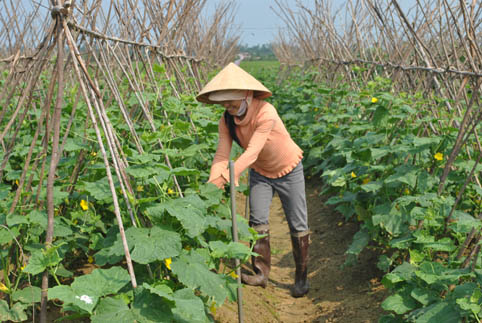 Bắc Giang Sản xuất 26.141 ha cây trồng vụ Đông