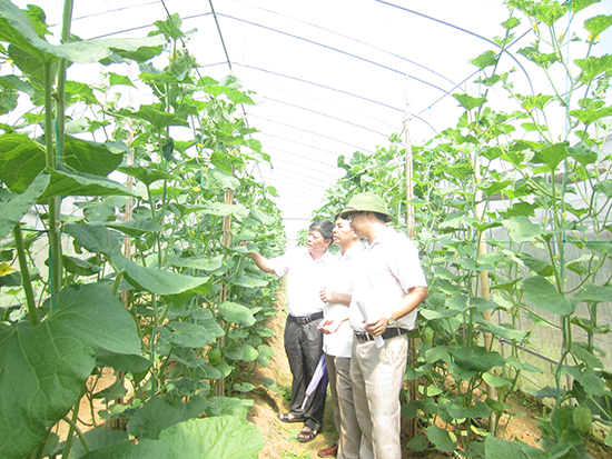 Lãnh đạo Sở Nông nghiệp và PTNT kiểm tra mô hình trình diễn các giống cây trồng mới