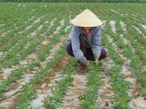 Tân Yên: Phấn đấu hoàn thành kế hoạch gieo trồng 8485 ha vụ mùa năm 2016