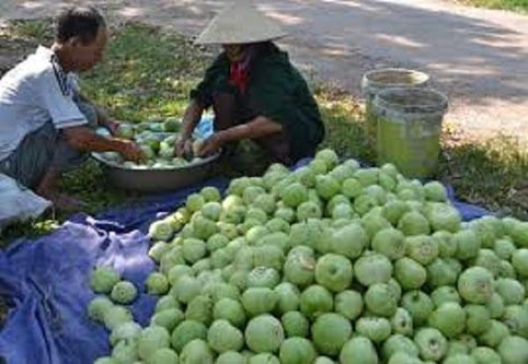Tân Yên: Làm tốt khâu liên kết và bao tiêu sản phẩm nông nghiệp