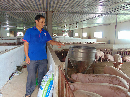 Tân Yên: Thành công từ trang trại chăn nuôi lợn thương phẩm