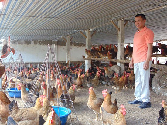 Bắc Giang: Thu tiền tỷ mỗi năm từ nuôi gà và ấp trứng
