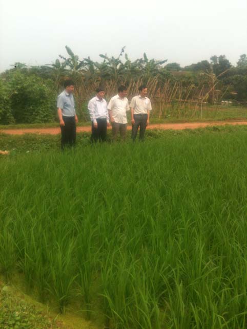 Kiểm tra mô hình khảo nghiệm sản xuất giống lúa chất lượng TBR27 tại huyện Lạng Giang