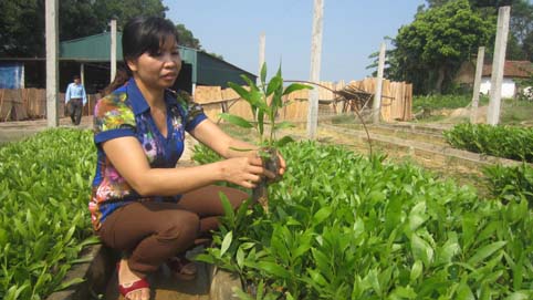 Bắc Giang: 6 tháng đầu năm công tác phát triển, bảo vệ rừng đạt kết quả cao