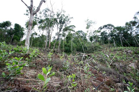 Sơn Động: Xét xử vụ án phá rừng tại xã An Lạc