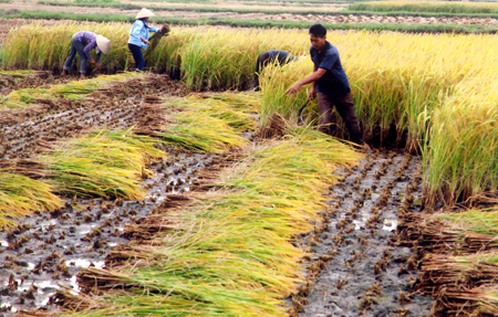Việt Yên: Sơ kết sản xuất vụ mùa năm 2015