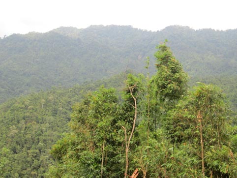 Công tác quản lý bảo vệ rừng xã Thanh Luận - Sơn Động