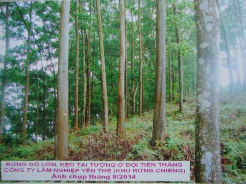 Xây dựng mô hình trồng rừng gỗ lớn và chuyển hóa rừng trồng gỗ nhỏ sang kinh doanh gỗ lớn