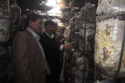 Phó Chủ tịch UBND tỉnh Dương Văn Thái kiểm tra tình hình sản xuất nấm tại huyện Lạng Giang