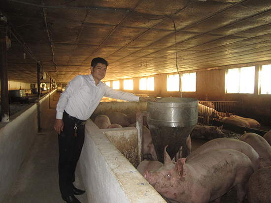 Điều kiện trại chăn nuôi lợn để đảm bảo an toàn thực phẩm