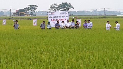 Hiệp Hòa: Đánh giá mô hình cánh đồng mẫu lớn sản xuất lúa Bắc Hương 9